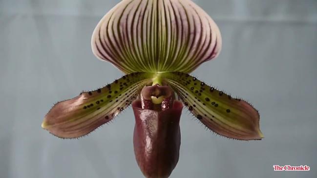 Orchids on show
