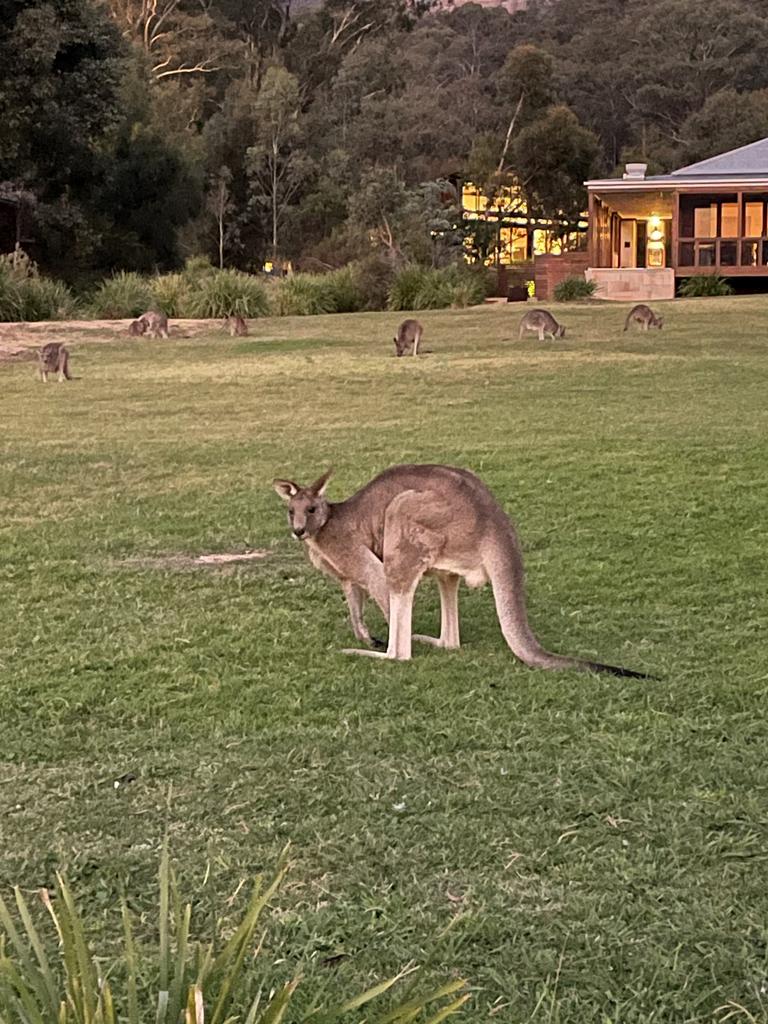 There's not a chance you won't spot an Eastern Grey Kangaroo during your stay.