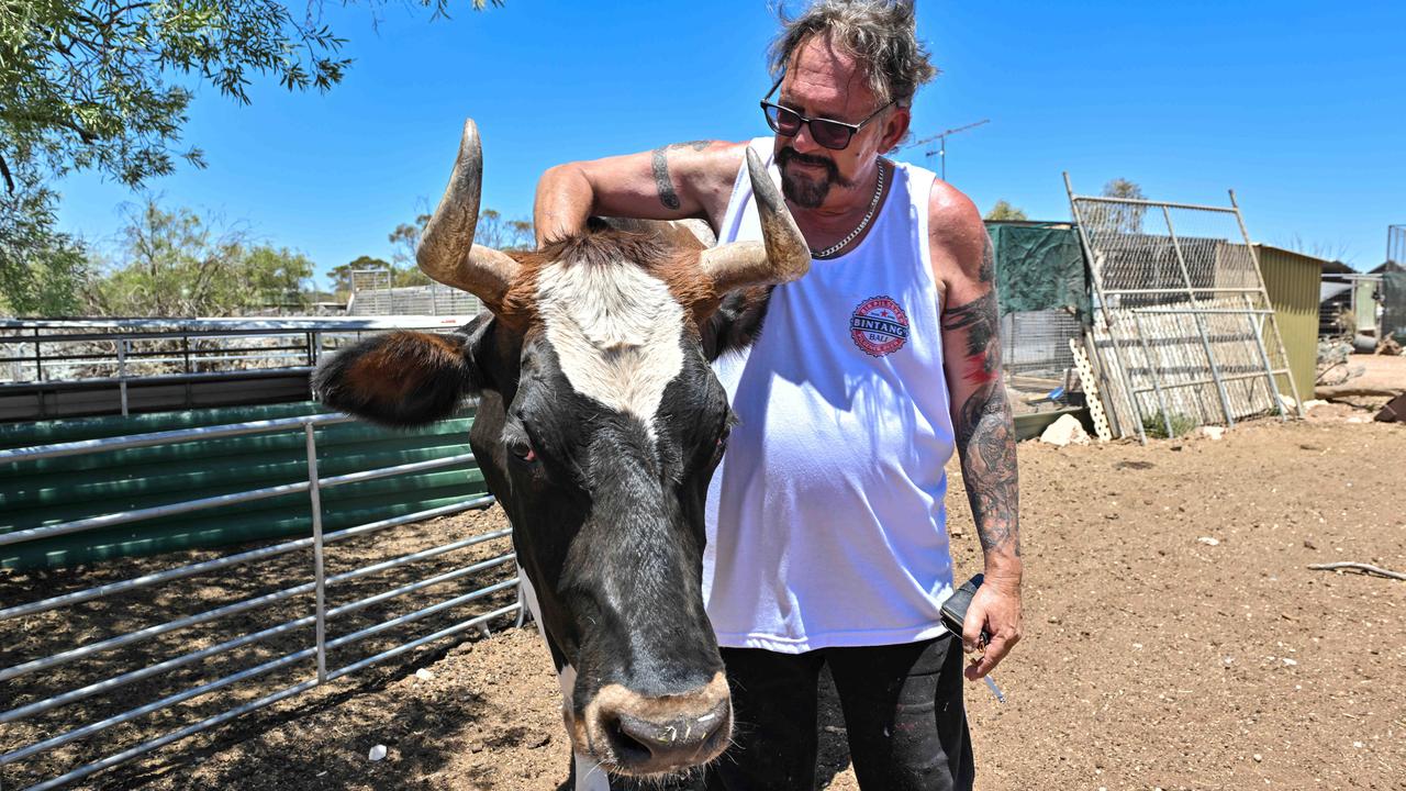 Mark Aldridge with Jasper the cow at a property owned by Carole Morris and Shane Jones when The Advertiser visited in December. Picture: NewsWire / Brenton Edwards