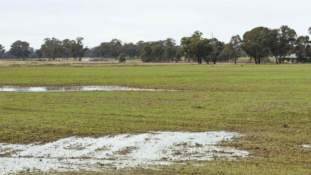 Victorian farmers score up to 30mm in rainfall as hopes build