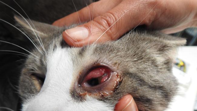 A cat with conjunctivitis and severe eye inflammation under the care of Sally Rogers. Picture: RSPCA NSW.