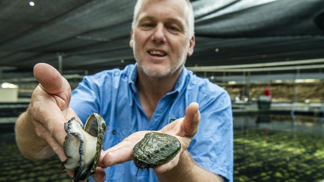 Jade Tiger Abalone Tasmanian manager Mike Wing at its abalone farm in Dunalley in 2021. Picture: File