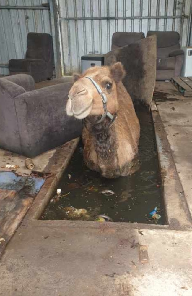 An image of a camel reportedly trapped in the same pit in 2022.