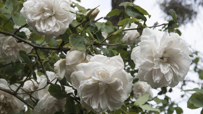 White bloom: Lamarque rose. Picture: Fawcett Media