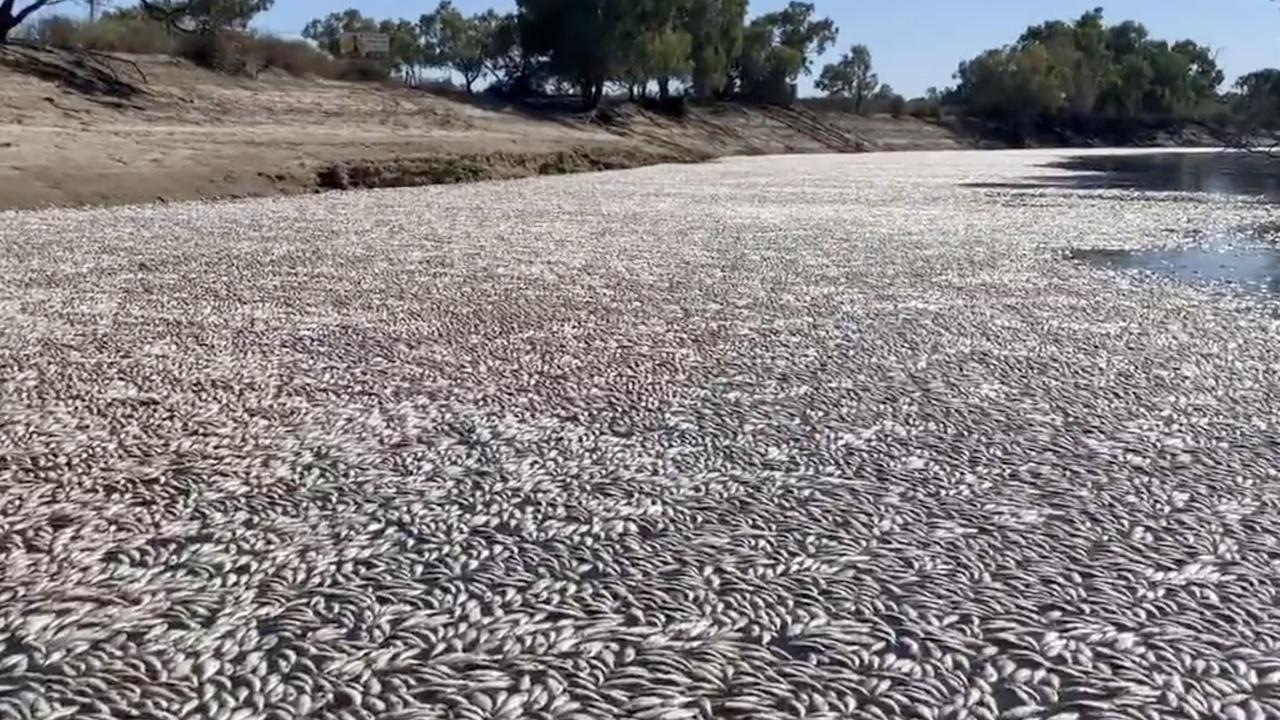 It's believed up to a million fish have died in this event. Picture: Chris O'Keefe