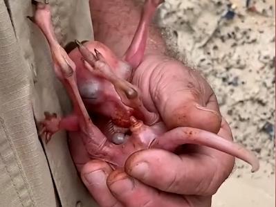 A tiny pink joey being rescued from its dead mother’s pouch  is show in this screen grab from a video.The call from volunteers with Wildlife Noosa Ltd came alongside a video posted to their Facebook page of the tiny hairless joey, also called a pinkie at that age, being removed from the pouch of a dead Eastern Grey Kangaroo. Picture: Wildlife Noosa/Facebook