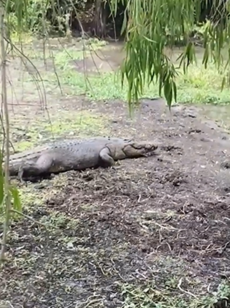 The croc crawling to the billabong. Picture: Bill Yan