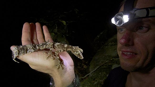 Herpetologist Conrad Hoskin with a new species of leaf-tailed gecko. Picture: Supplied