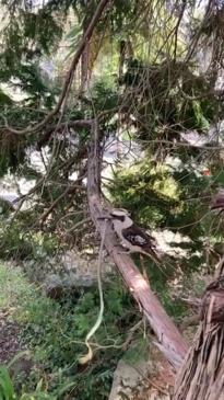 Tough looking kookaburra eats snake for lunch