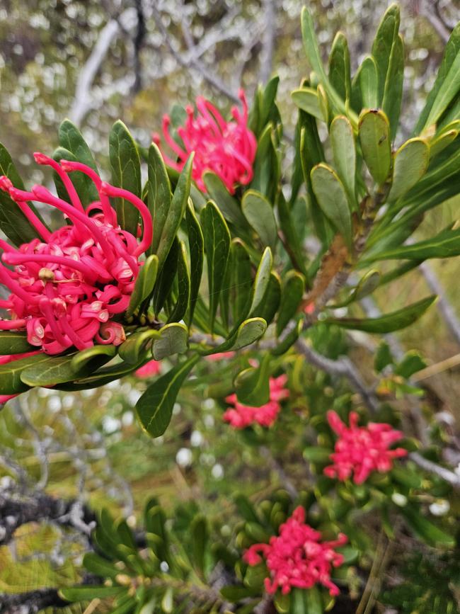 They look a picture-perfect pink among the bushes.