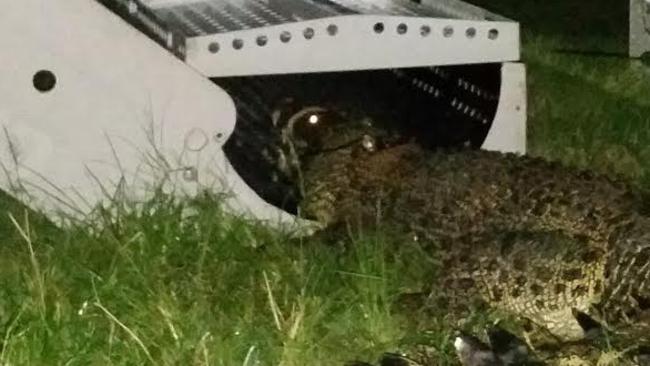 Officers from the Department of Environment and Heritage Protection have removed four crocodiles from a fish farm at Mourilyan, south of Innisfail.