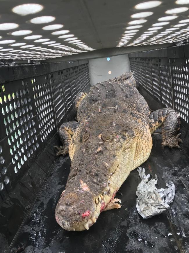 A crocodile captured on January 23 is now being moved from Dawul Wuru Aboriginal Corporation to Department of Environment and Science. Photo: supplied