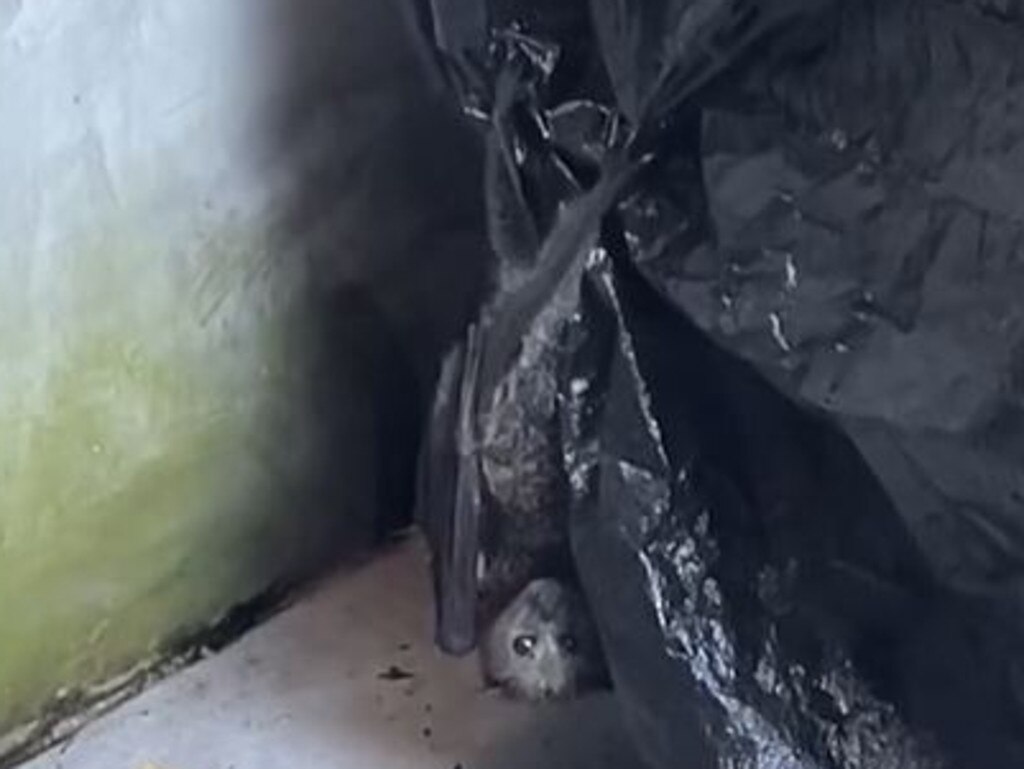 The bat was hiding by what appears to be a covered BBQ before being rescued.