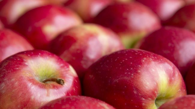 FOCUS: Fankhauser  ApplesThe Fankhauser family has been growing apples in Australia for over 120 years. We are currently situated in Drouin in West Gippsland, Victoria and have been growing apples from that location for more than 30 years. The owners Liz and Glynn Fankhauser, are 3rd generation orchardists and with their son Brad as General Manager and his wife Darlene as Office Manager and his sister Lauren working in the orchard and packing shed, we grow around 1000 tons of apples each year.PICTURED:  Brad and Peppa the German Shepherd on farm at Drouin. Generic apple.PICTURE: ZOE PHILLIPS