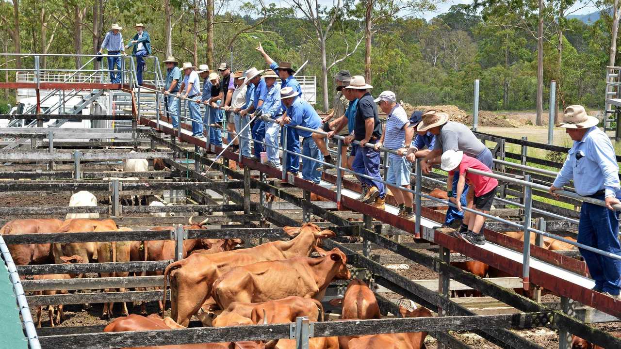 A council-commissioned report says Gympie's Saleyards have a maximum 10-year lifespan left and need to move. Picture: Greg Miller