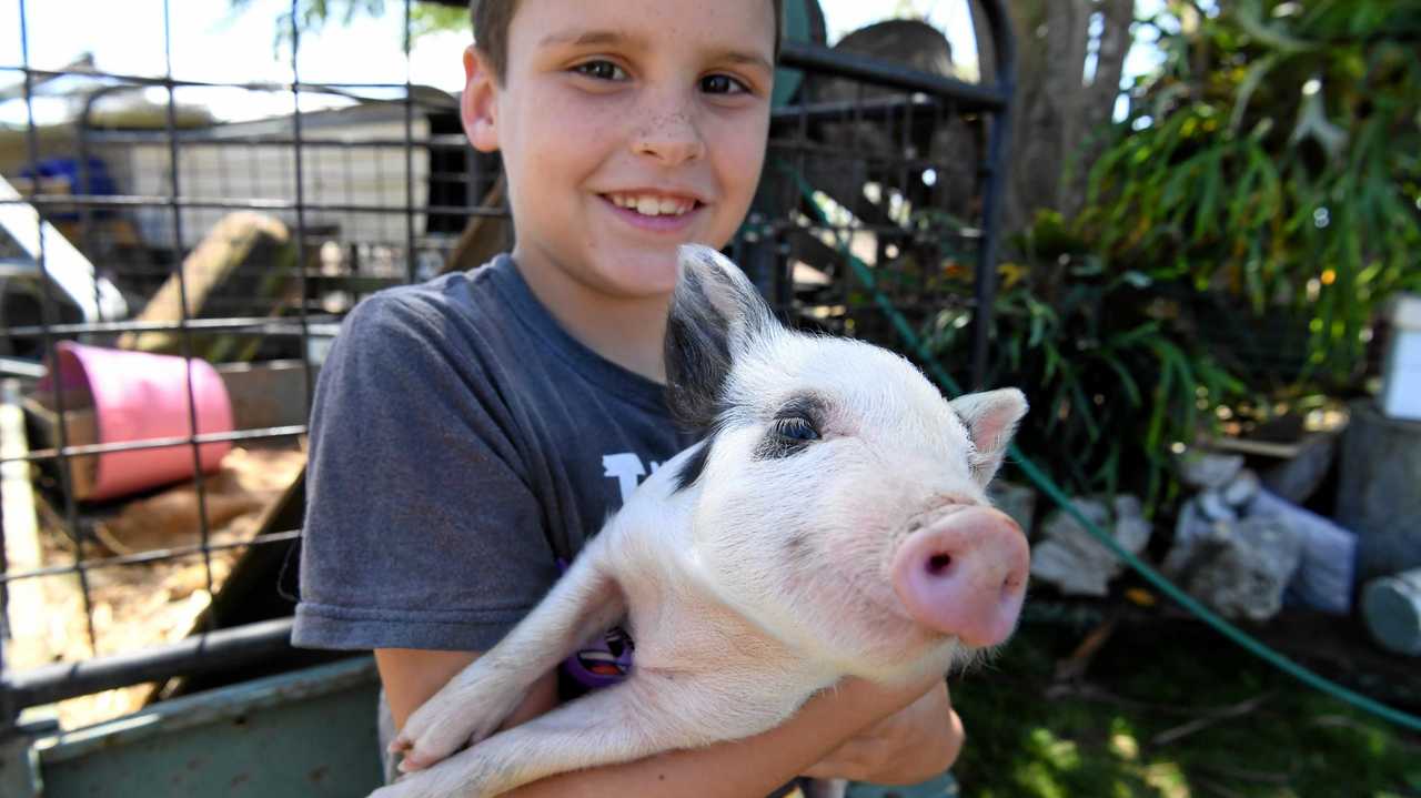 BACK HOME: Kahn Hughes reunited with Peppa the piglet. Picture: mike knott