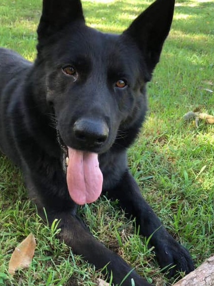 When he wasn’t catching criminals, PD Bravo was a much-loved member of Senior Constable Joseph Alofipo’s family.