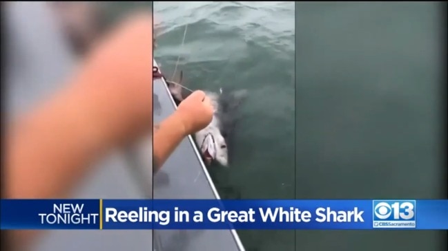 Great white shark 'drags boat around' San Francisco Bay
