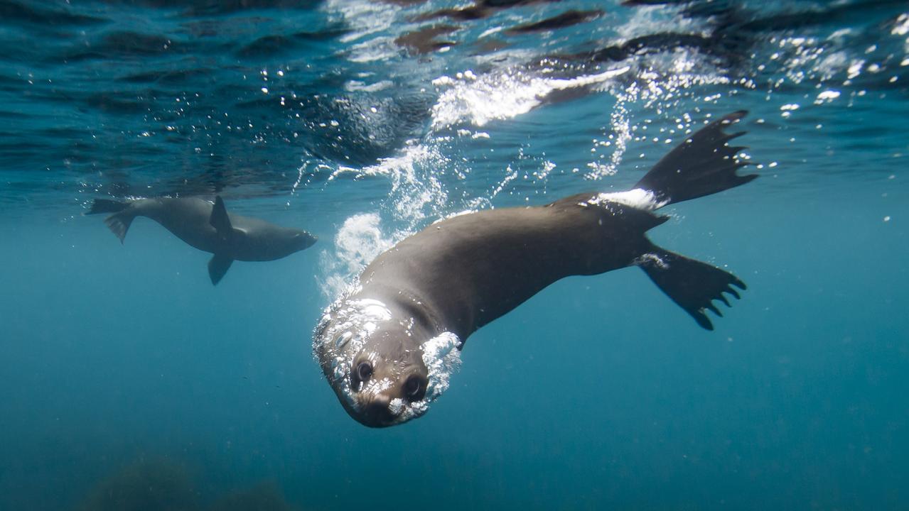 ‘Dangerous’ seal encounters on the rise near Tasman Peninsula | The Mercury