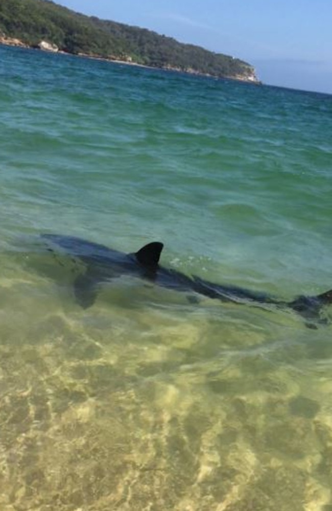 The shark swimming the shallows at La Perouse last week. Pic: Steph Robin