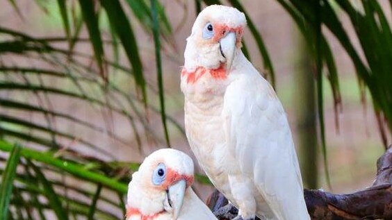 Long-Billed Corellas Cacatua-tenuirostris in a Rocky backyard.