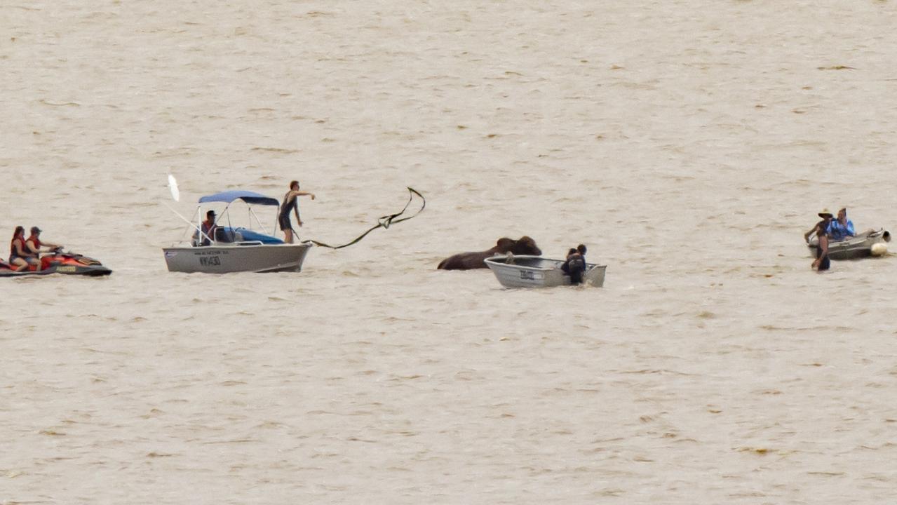 Rescuers put a rope around the bull. Picture Lachie Millard