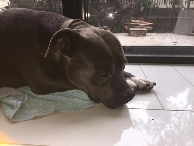 Zeus the English Staffy ate razor blade fragments after a serial dog baiter targeted a Royal Pines neighbourhood, intent on harming beloved family pets.