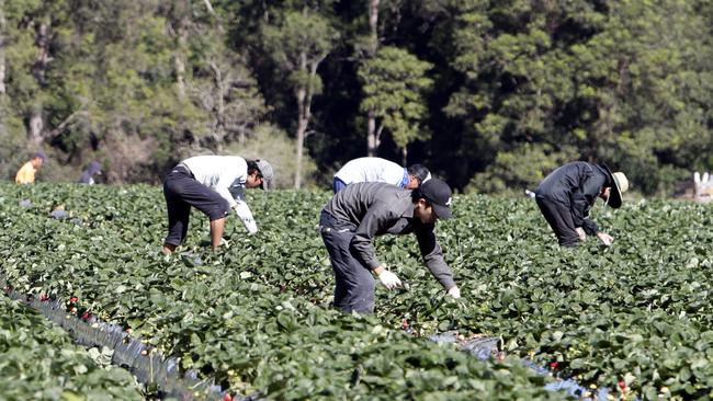 Scott Rankin asks whether Tasmanians are willing to turn a blind eye to migrant workers being treated badly.