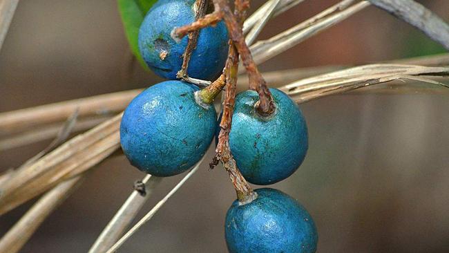 Eumundi quandong has been planted along the Mary to Bay Rail Trail in Hervey Bay.