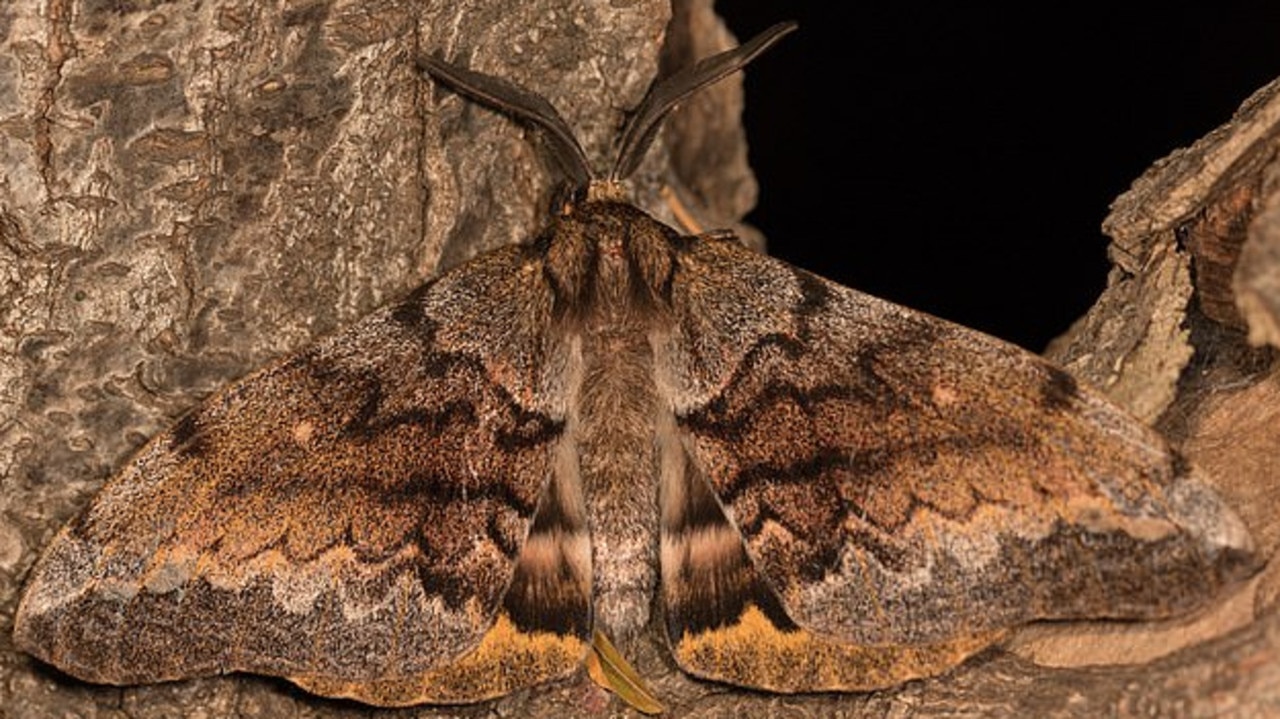 Boy hospitalised after touching White Stemmed Gum Moth cocoon