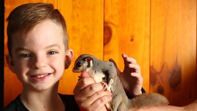 Archie Martin, 10, with Geronimo the squirrel glider at Adelaide Zoo. Picture: Tait Schmaal.