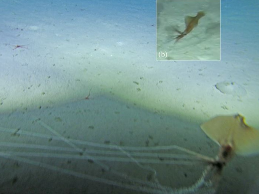 The first ever sighting of a bigfin squid in Australian waters, made in November 2015 at a depth of more than 2km.