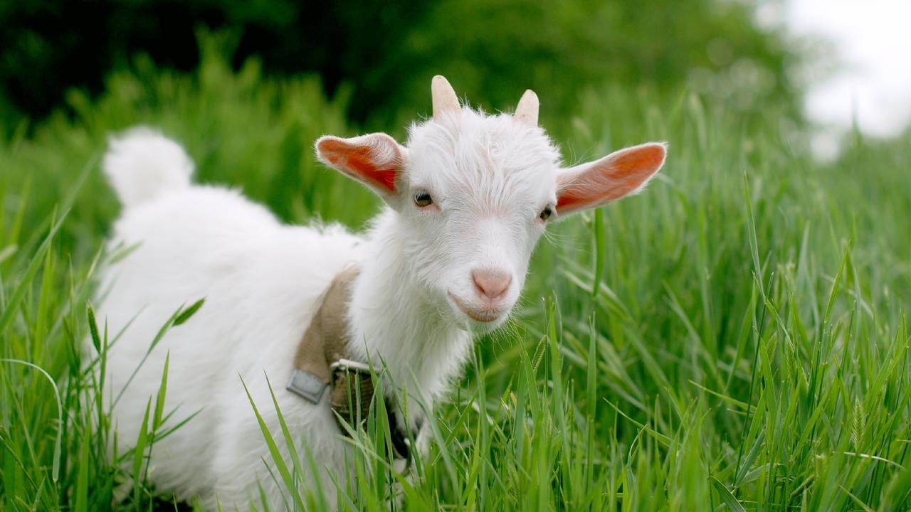 The goat was seized from the property.