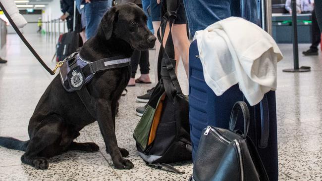 The AFP K-9 unit conducts drug screening operations at Melbourne Airport. Picture: Jake Nowakowski