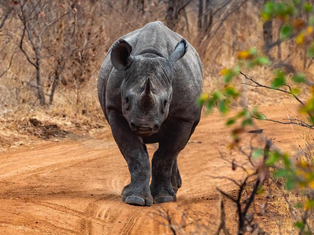 White rhinos find sanctuary in Hwange, Zimbabwe | The Australian