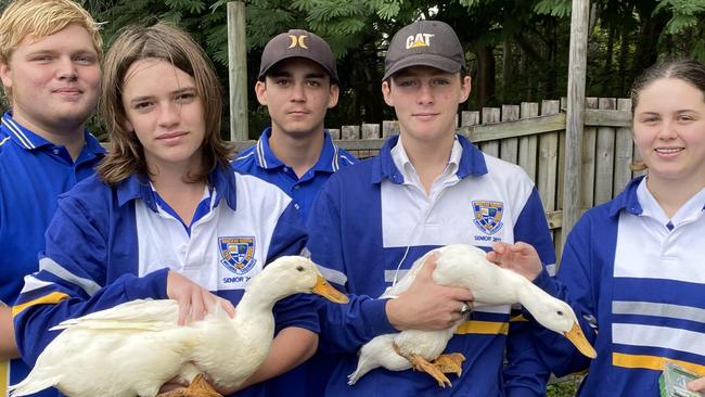 Mackay North State High School students (from left): Jacob Weir, Cee-jay Lee, Ethan Daly, Nicholas Bartolo and Jordan Creighton taking part in an AgriFutures Australia program. Picture: Contributed