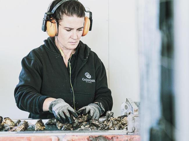 Eyre Peninsula oysters best in the ocean