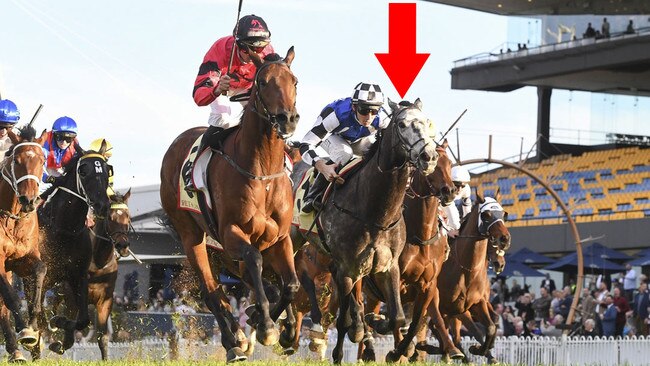 Don Diego De Vega (arrow) did a terrific job behind impressive winner and fellow import Bear On The Loose at Rosehill Gardens on Saturday. Picture: Bradley Photos