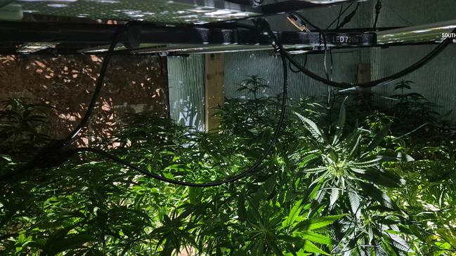 A man and woman were arrested this week after police found a hidden underground bunker at a Fulham Gardens home with dozens of cannabis plants. Picture: SAPOL