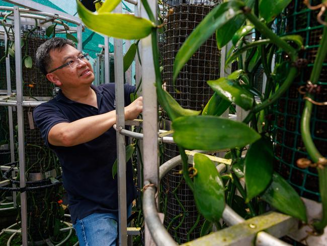 Daily Telegraph. 06, November, 2024.David Soo, founder and CEO, of Australian Vanilla Plantations, growing vanilla - the world's second most expensive spice - at Western Sydney University's Hawkesbury Campus, today.Picture: Justin Lloyd.