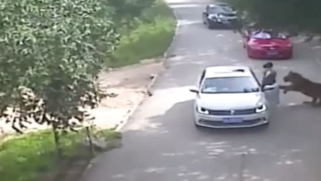 The footage shows the tiger coming up behind the woman and pulling her to the ground. Picture: CCTV/Supplied