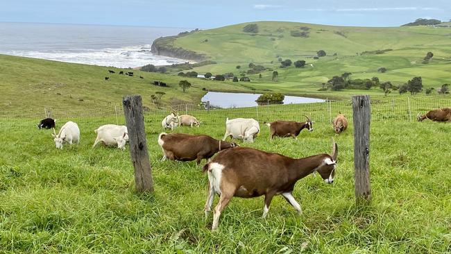 Buena Vista Farm near Gerringong. Picture: Anne-Louise Hargreaves