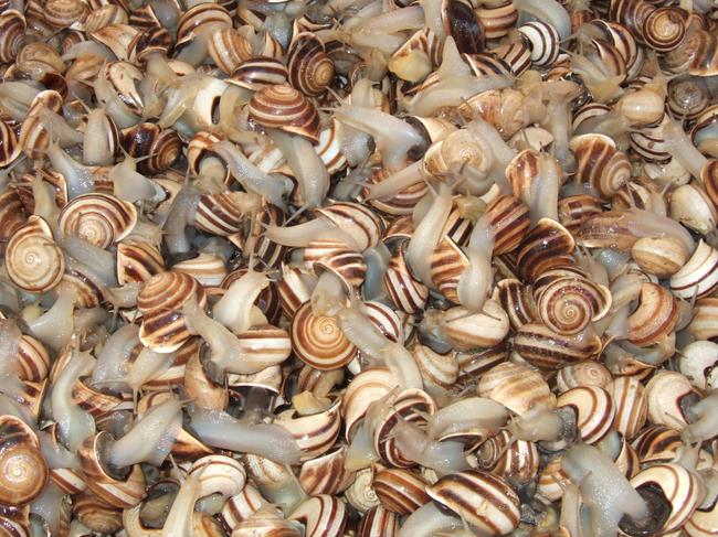 Live snails were smuggled in from Bulgaria. Picture: Supplied