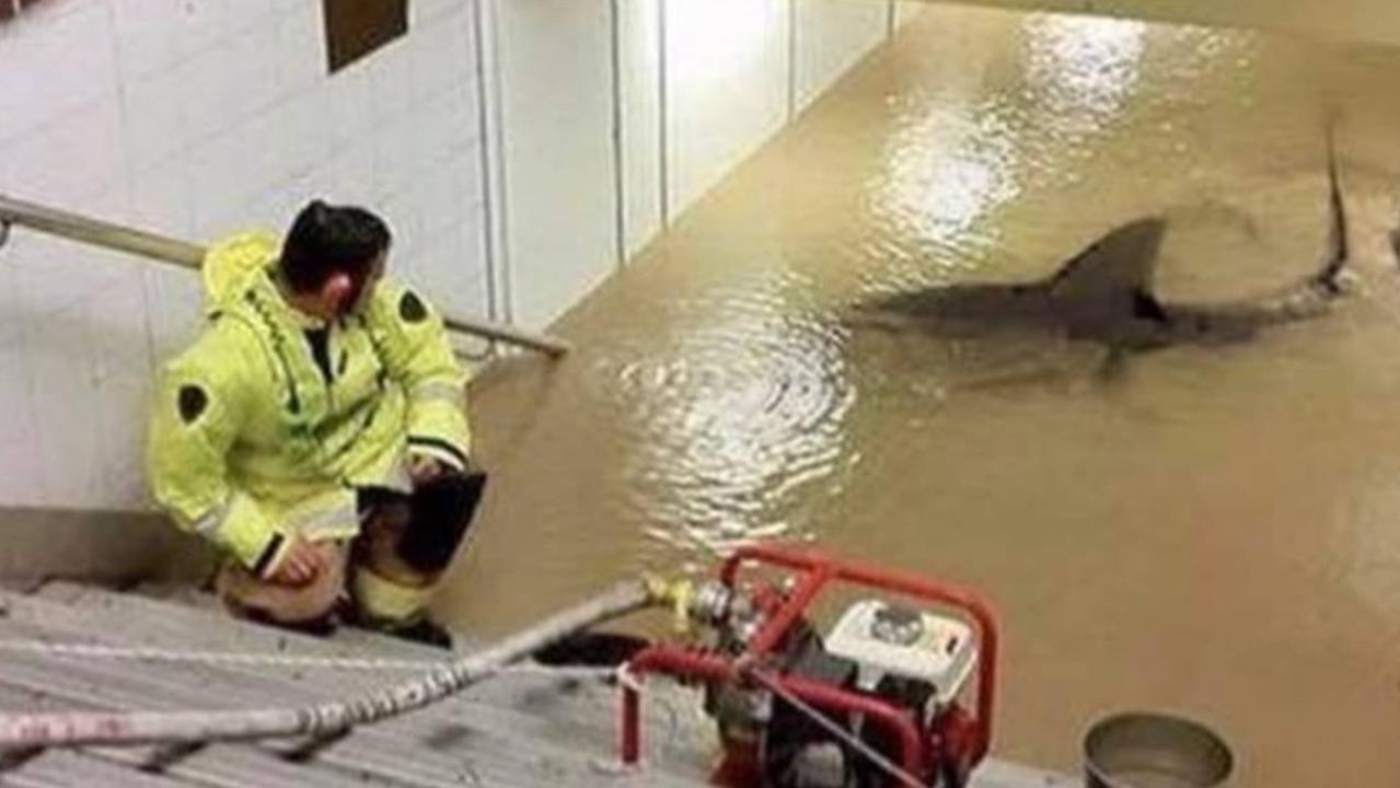 An edited photo of a shark swimming in a flooded Lewisham station previously went viral. Picture: Facebook.