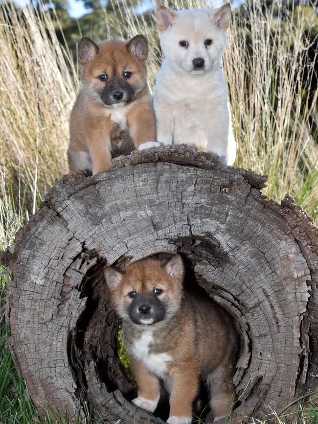 The 6-week-old pups get up to mischief. Picture: Jay Town