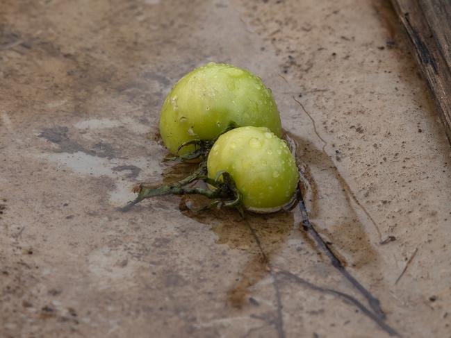 The tomatoes were drowned underwater for two days and much of Mr Martin’s growing equipment was swept away. Picture: Jason Edwards