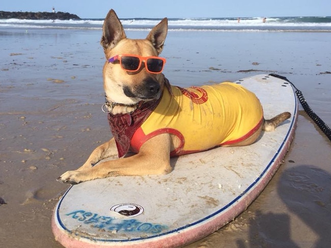 Gold Coast’s Zoe the Wonder Dog. Picture by Brian Reichelt