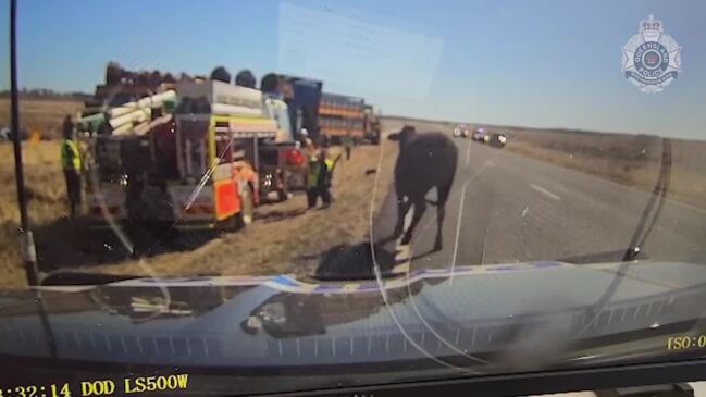 Queensland cop saved from raging bull by bulletproof vest