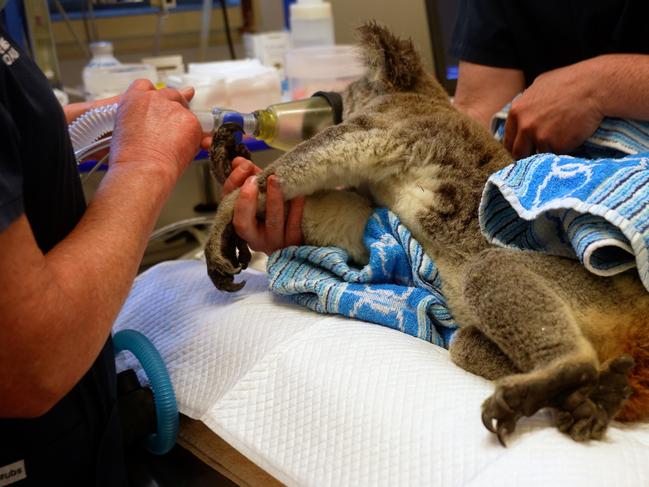 Sick koala being treated at Lismore's Friends of the Koala hospital. Photo: Friends of the Koala.