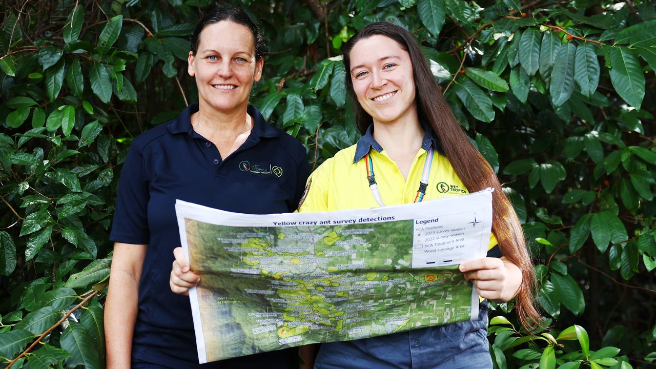 World first in yellow ant eradication program in Cairns | Townsville ...